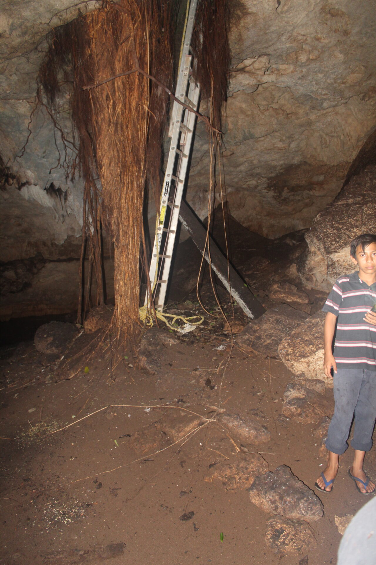 Escalera de acceso al interior de la Caverna Urbana junto a una gran raíz descendiendo desde la bóveda.
