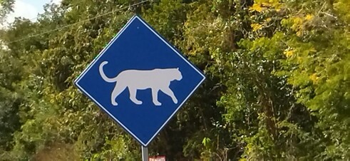 Señal carretera que advierte sobre el posible cruce de jaguares en un corredor biológico de Quintana Roo.