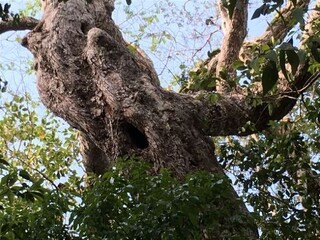 Tronco de gran diámetro perteneciente a un árbol maduro ubicado en la zona arbolada de Héroes de Nacozari.