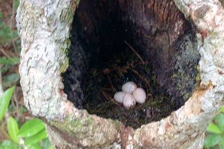 Tronco hueco de un árbol con un nido en su interior, en el entorno natural de Héroes de Nacozari.
